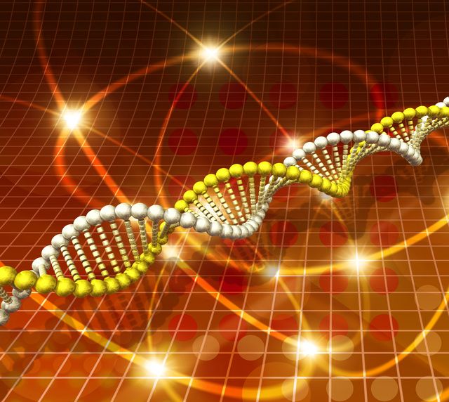 round,人間ｲﾗｽﾄ